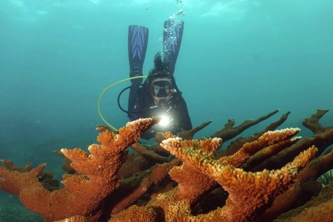 Scuba Tour for Certified Divers in San Juan - San Juan’s Escambrón Marine Park: an urban reef you can actually enjoy