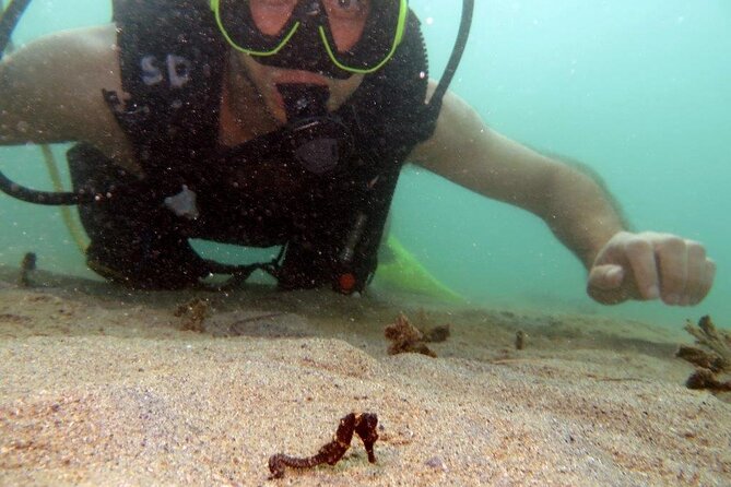 Scuba Tour for Certified Divers in San Juan - Where you start in San Juan and how to plan your timing