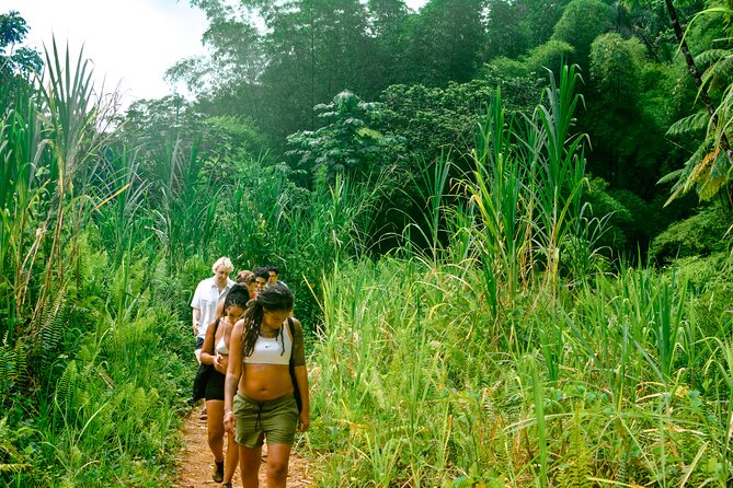 Small-Group El Yunque Rainforest Vivid Day Tour with Transport - Price and the real value: what $75 buys you, plus the $2 fee