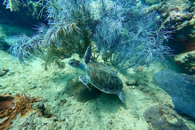 Snorkeling Adventure in Aguadilla - What You’ll See Underwater: Reef Fish, Turtles, and Surprise Visitors
