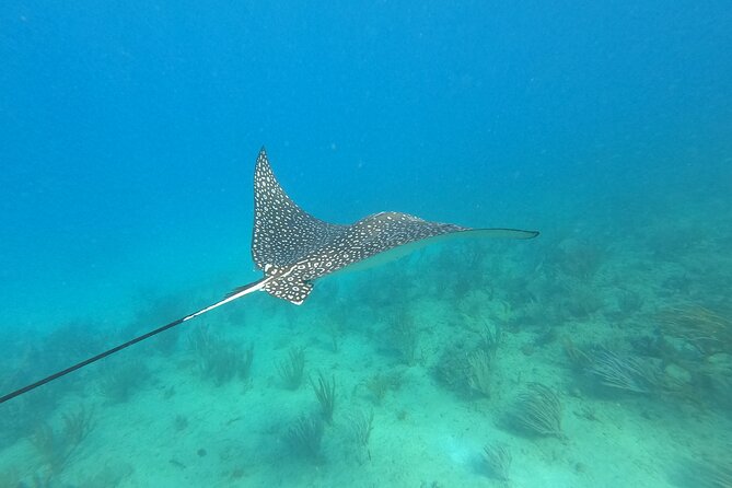 Snorkeling Adventure in Aguadilla - Why This Works for First-Timers and Mixed Swim Levels