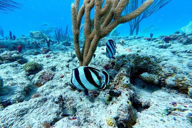 Snorkeling Adventure in Aguadilla - Price and Value: Is $98 Worth It?