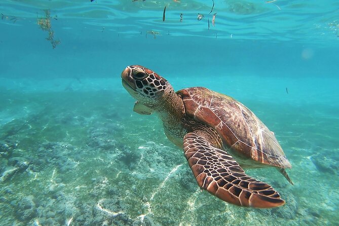 Snorkeling in Paradise - Videos Included - Quick Reasons to Book This Escambron Snorkel Tour