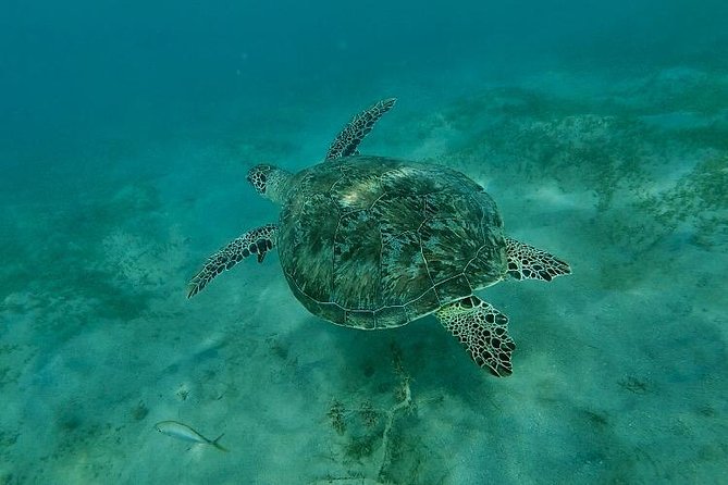 Snorkeling in Paradise - Videos Included - The Snorkeling Part: What You Do During the About-One-Hour Swim