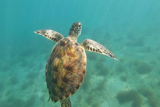 Snorkeling in Paradise - Videos Included - The Guides Make the Difference (Scott, Erik, Said, and More)