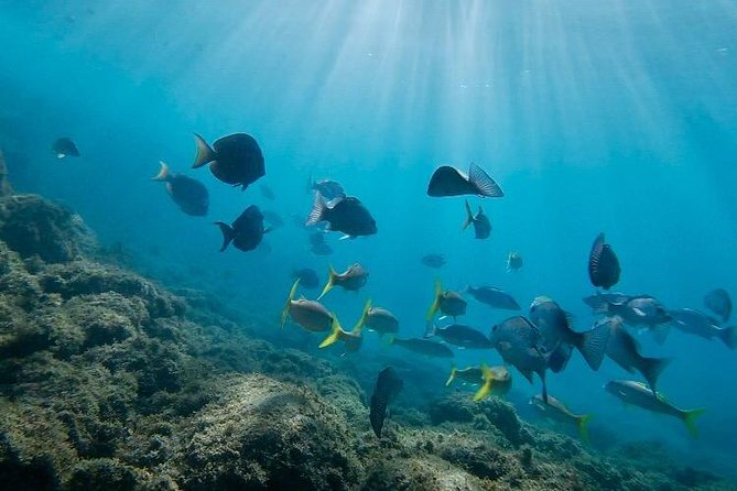 Snorkeling in Paradise - Videos Included - Price and Value: $41.65 for a Guided, Guided-Well Experience