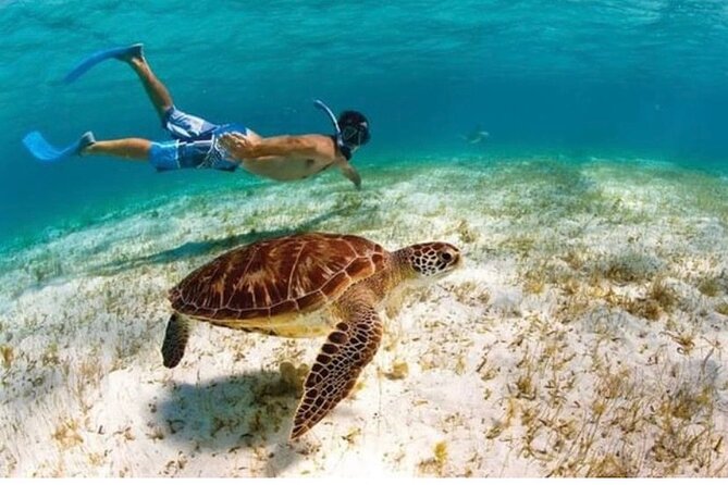 Snorkeling in Paradise - Videos Included - Before You Get Wet: Safety Talk, Gear Fit, and Wildlife Rules