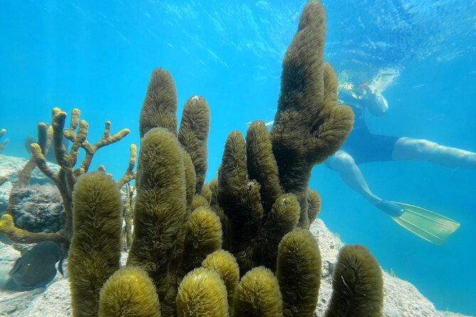 Snorkeling & Kayak Eco-Adventure in Puerto Rico - Kayak Into Las Cabezas de San Juan Natural Reserve