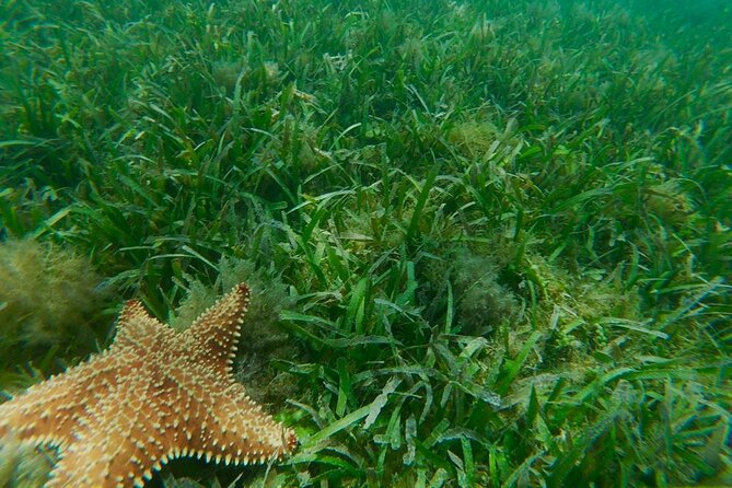Snorkeling & Kayak Eco-Adventure in Puerto Rico - Tips That Make Your Day Smoother