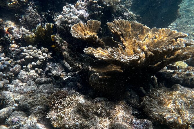 Snorkeling & Kayak Eco-Adventure in Puerto Rico - Should You Book This Snorkeling and Kayak Eco-Adventure?