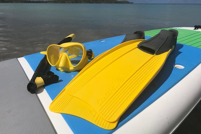 Snorkeling Lesson & Interactive Experience for Kids and Adults - What you will see in the water: fish, rays, octopuses, and corals