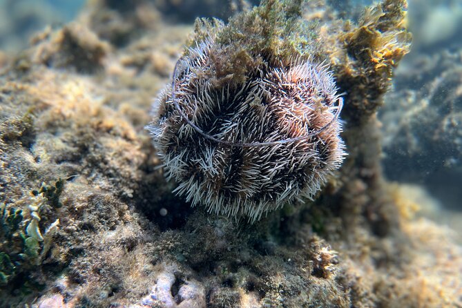 Snorkeling Lesson & Interactive Experience for Kids and Adults - Gear, comfort, and optional camera rental