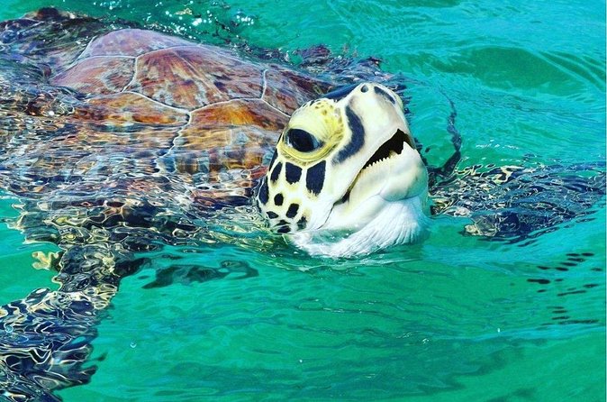 Snorkeling Tour to Vieques Island only 30 minutes away! - Equipment and Boat Comfort Details That Matter More Than You Think