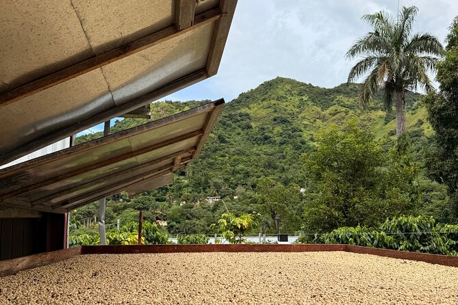 Sueños de Cafe - A Coffee Lovers Dream - Key highlights you should care about