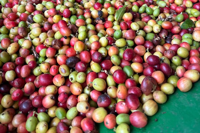 Sueños de Cafe - A Coffee Lovers Dream - A full day in Jayuya, built around coffee you actually make