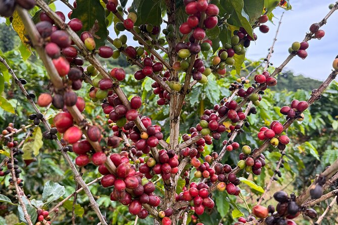 Sueños de Cafe - A Coffee Lovers Dream - What “bean to cup” learning feels like on a hands-on day