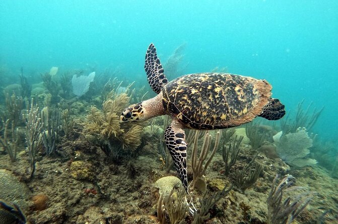 Sunset Snorkeling - Sunset snorkeling in Rincón: why UV lighting matters