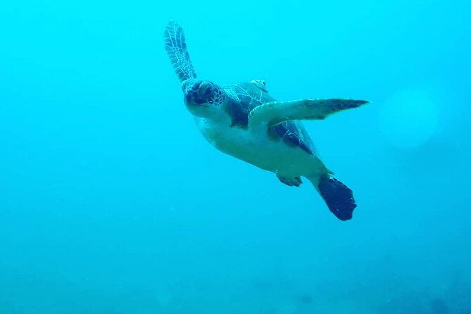 Sunset Snorkeling - Marine life you might spot under UV light