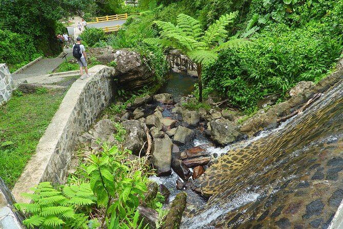USDA El Yunque National Forest and Luquillo Beach Tour - El Yunque National Forest walk: the part you will remember