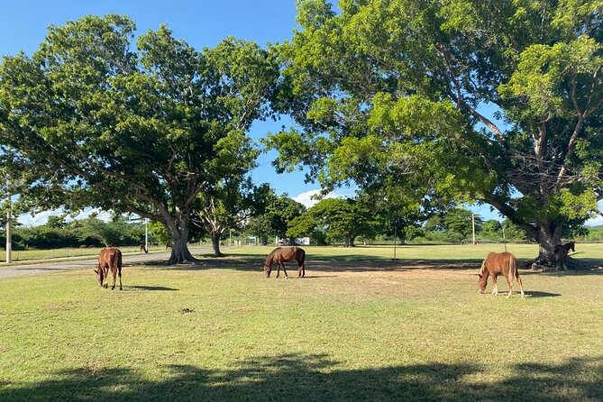 Vieques Bio Bay Tour and Beach Day Trip from San Juan by Ferry - Sun Bay or Esperanza Beach: use the hour for water, not wandering