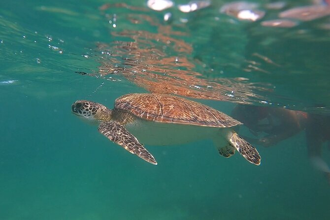 VIP San Juan: Snorkeling Tour with Turtles with Free Videos - The Snorkeling Flow: How You Actually Get Turtles on This Tour