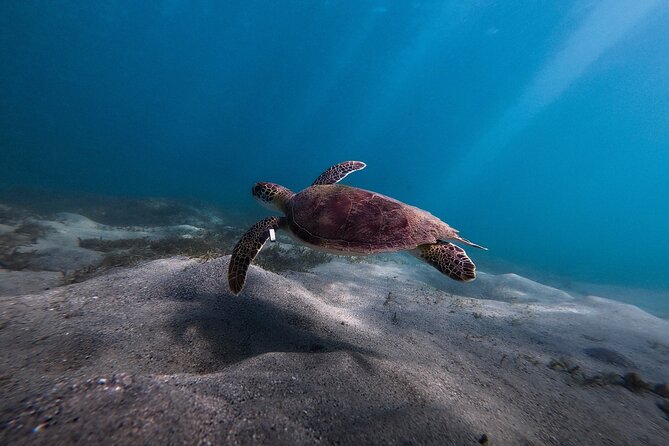 VIP San Juan: Snorkeling Tour with Turtles with Free Videos - Pricing and Value: Is $80 a Good Deal?