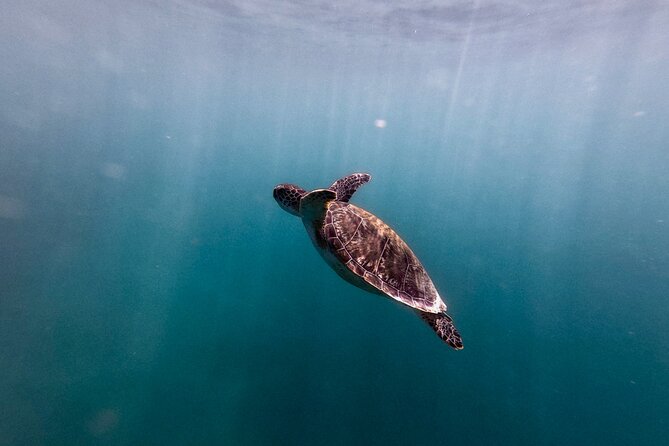 VIP San Juan: Snorkeling Tour with Turtles with Free Videos - Who Should Book This Tour, and Who Might Not Love It